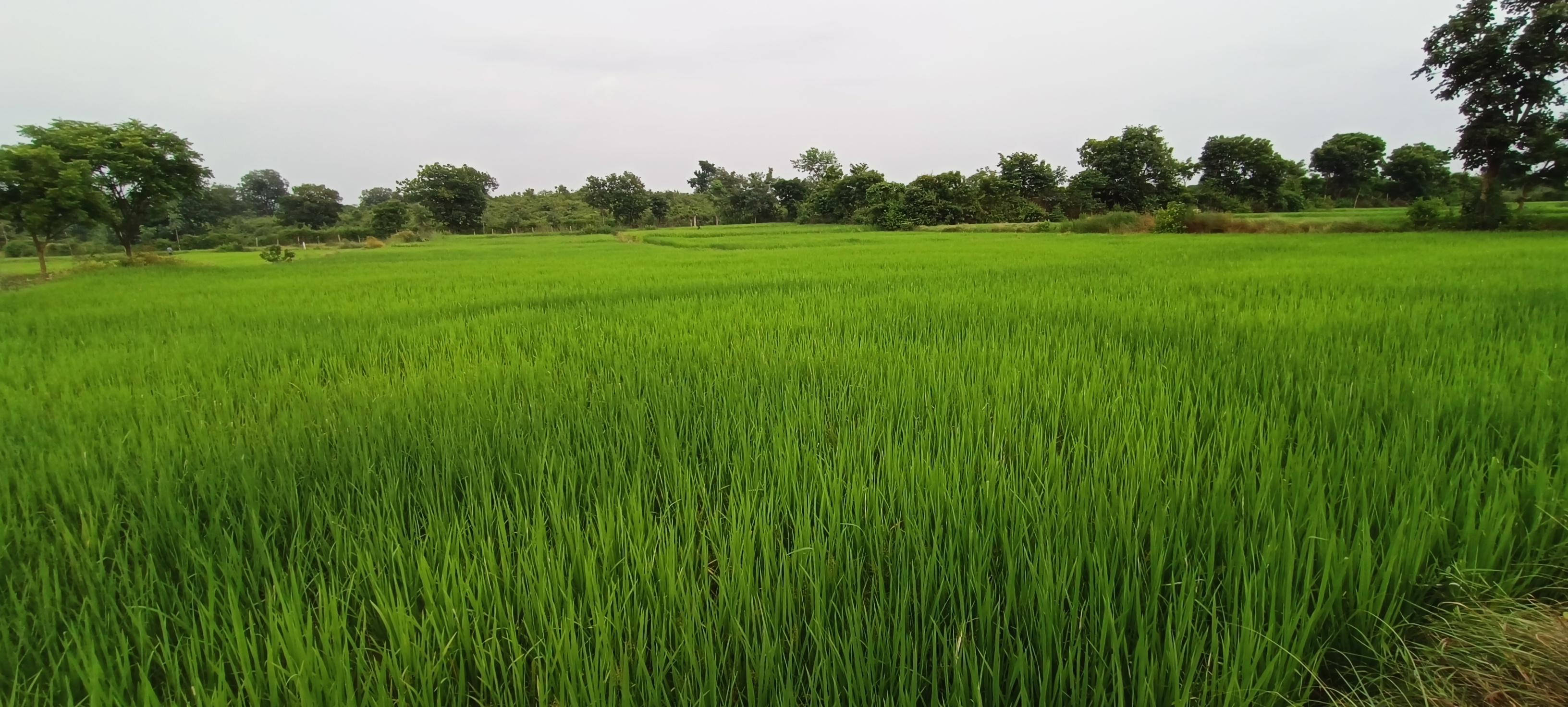 Katni farmland