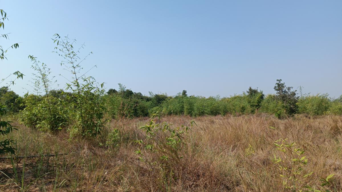 Ecological Environment